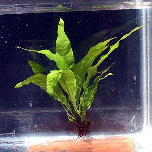 Aquarium Aquatic Plants Freshwater Plant for Planted Tank , Best Tropical plants for Fish