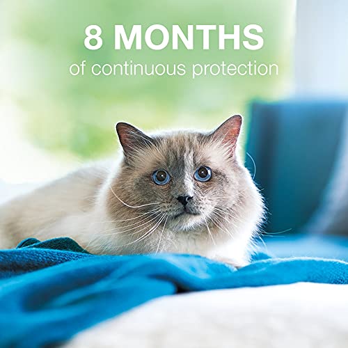 Seresto Flea and Tick Collar for Cats, 8-month Flea and Tick Collar for Cats