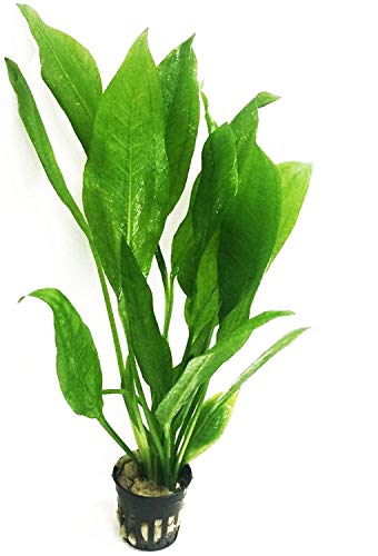 Sword Paniculatus Potted Live Aquarium Plants for Aquatic Freshwater Fish Tank by Greenpro