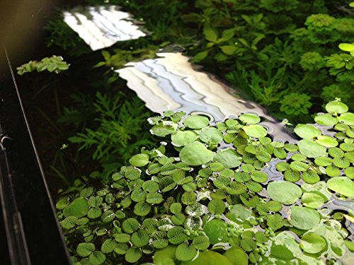 Water Spangles (Salvinia Minima), Live Aquarium/Aquatic/Floating/Pond/Freshwater Plant by G&Z