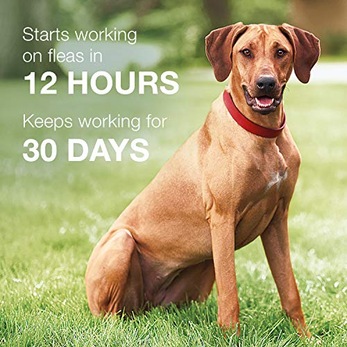 K9 Advantix II Flea and Tick Prevention for Extra-Large Dogs 1-Pack 4 Monthly Doses, Over 55 Pounds