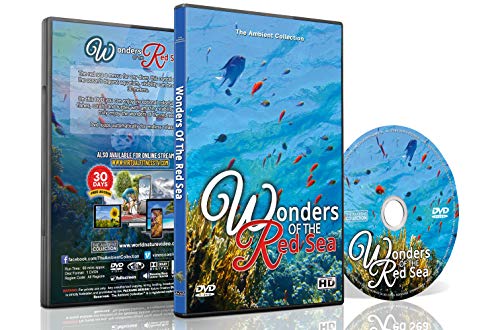 Wonders of the Red Sea - Explore Colorful Scenery of Fishes, Corals and Sea Turtles
