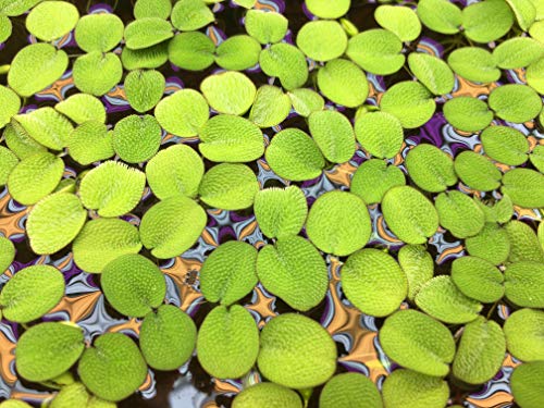 Water Spangles (Salvinia Minima), Live Aquarium/Aquatic/Floating/Pond/Freshwater Plant by G&Z