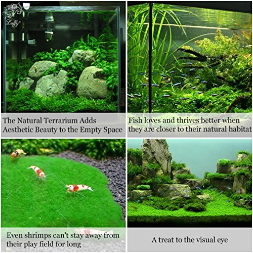 Luffy Decorative Aquatic Moss Wall/Floor Mesh Kit, Create a Lush Living Plant