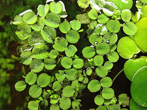 Water Spangles (Salvinia Minima), Live Aquarium/Aquatic/Floating/Pond/Freshwater Plant by G&Z