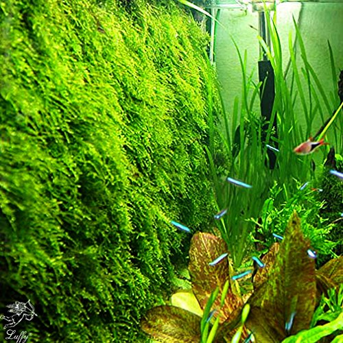 Luffy Decorative Aquatic Moss Wall/Floor Mesh Kit, Create a Lush Living Plant